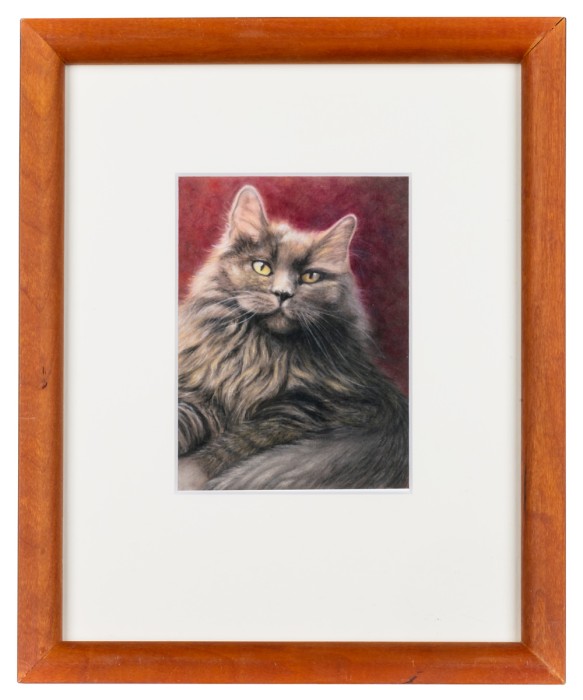 Shadow, grey cat 2